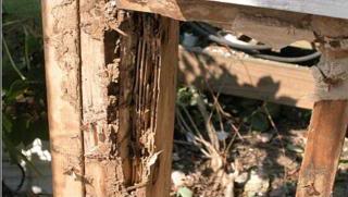 termite damage