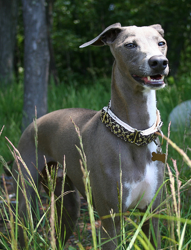 An Italian Greyound enjoys the great outdoors. (Photo: sushitsavo/flickr)