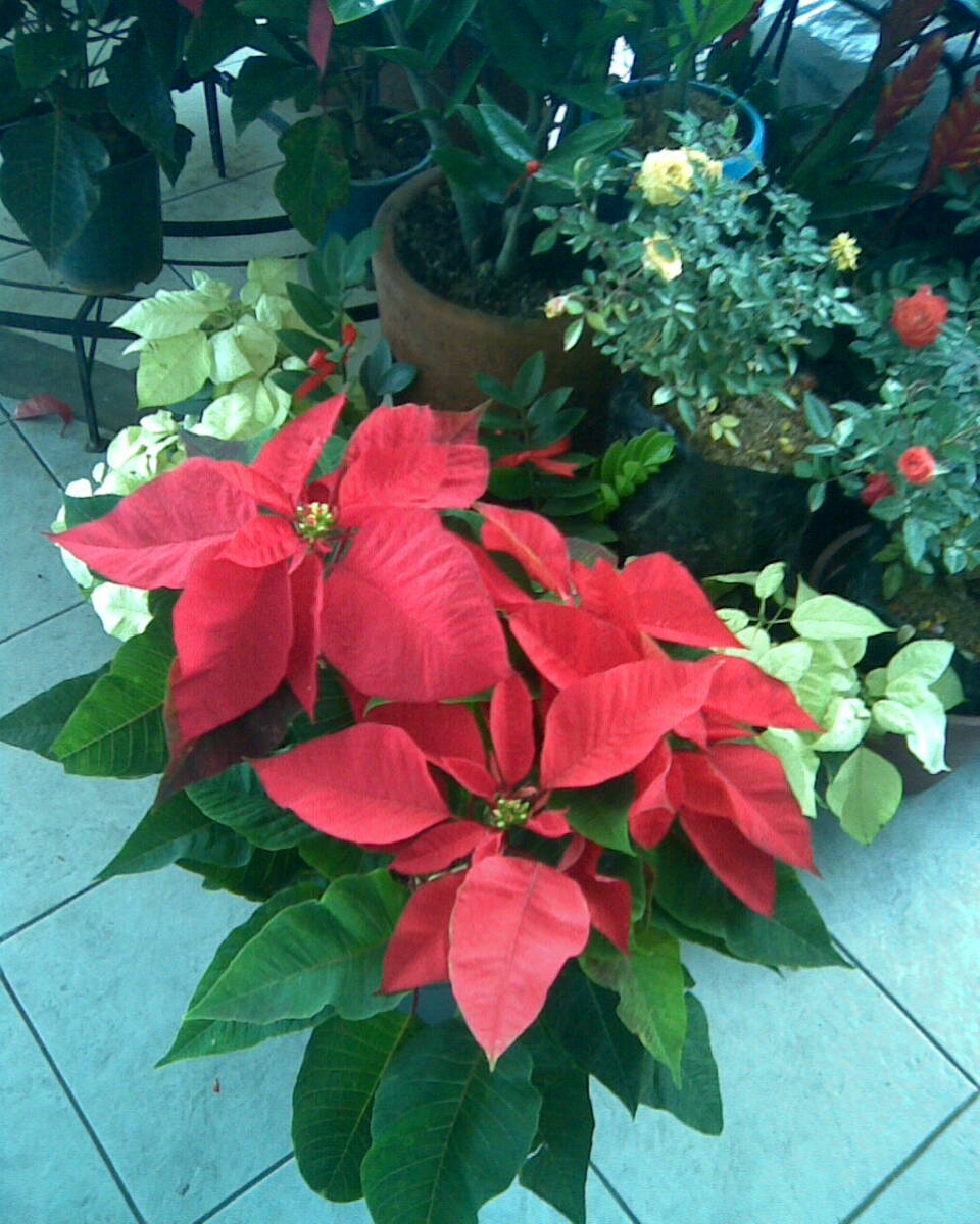 A poinsettia in bloom. Photo: jessieagudo7/morguefile.com