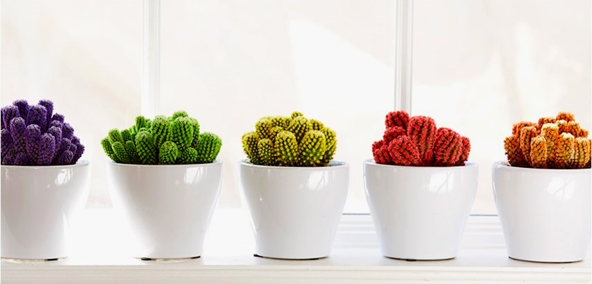 Indoor plants Desert Gems Cactus/courtesy Costa Farms