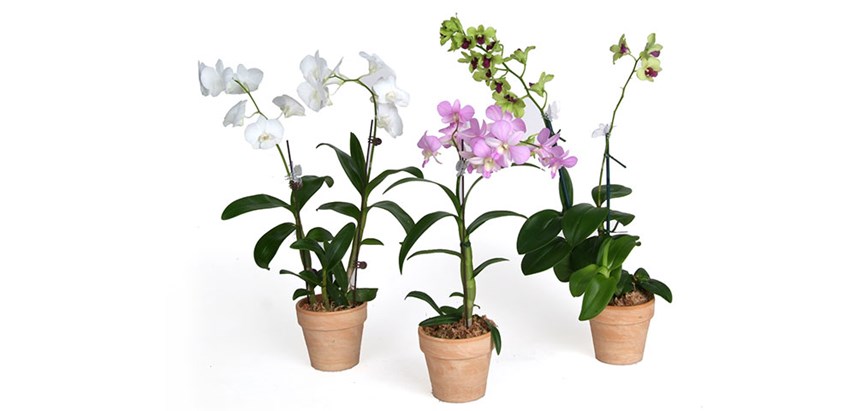 Indoor plants Orchids/courtesy Costa Farms