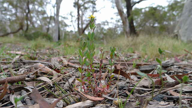 Photo of St. John's Wort by John Tann/Flickr.