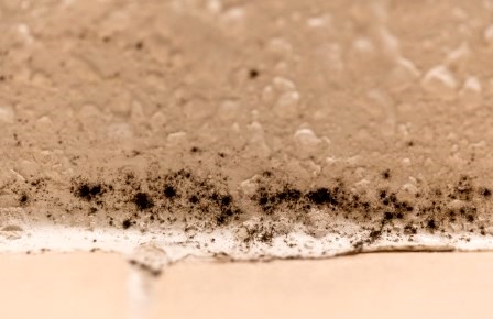 Shower mold  Tony Webster / flickr