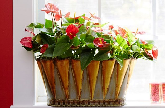 Indoor plants Anthurium/courtesy Costa Farms