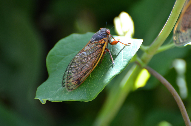Photo of a 2013 Brood II Magicicada by Dave Govoni/Flickr Creative Commons.