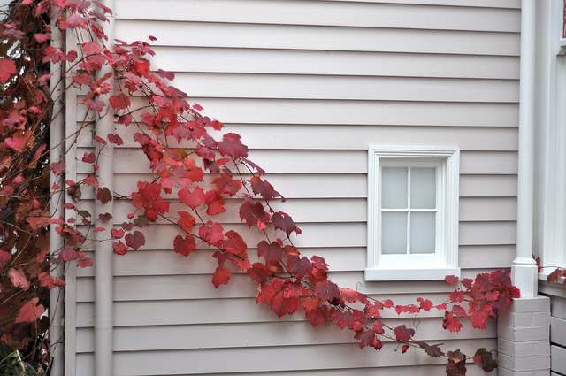 Photo of Virginia Creeper by Chris_Samuel/Flickr.