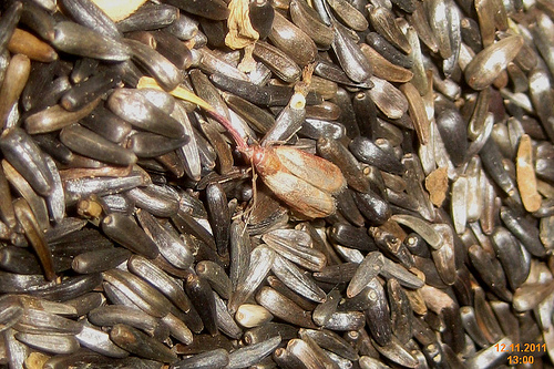 Indian meal moth