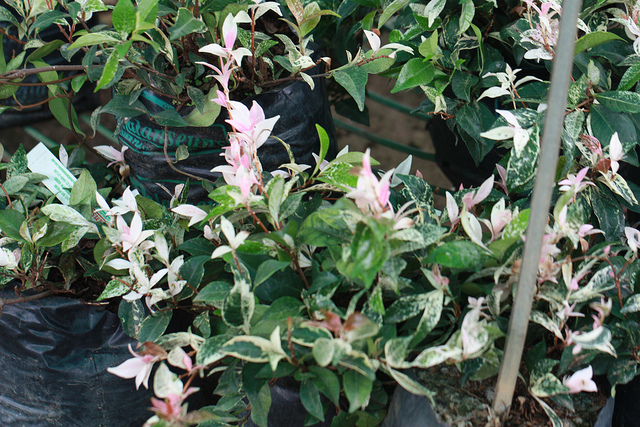 Chameleon Plant is pretty, but hard to get rid of. Photo by Andesine/Flickr.