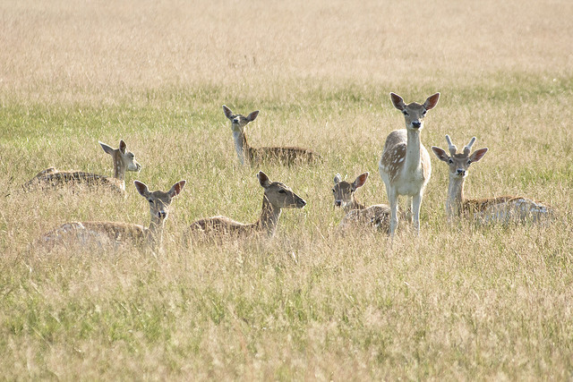 Photo: Sam Greenhalgh/Flickr