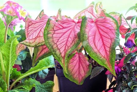 Houseplant care  JillWellington / pixabay