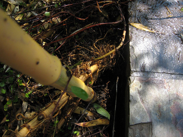This is what digging up bamboo roots looks like. Photo by Neeta Lind/Flickr.