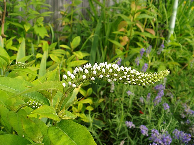 Photo of gooseneck loosestrife by lovesuep/flickr. 