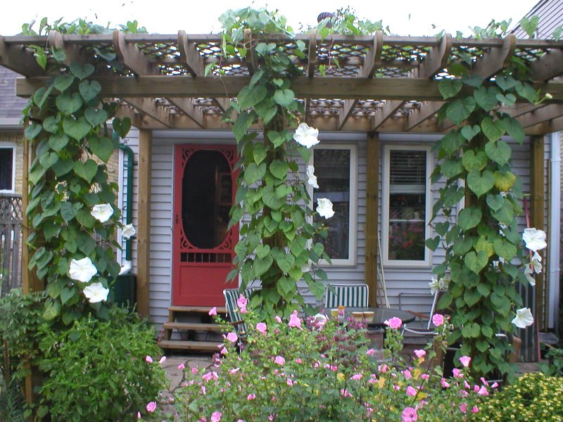 Moonflowers in bloom via Wikimedia Commons.