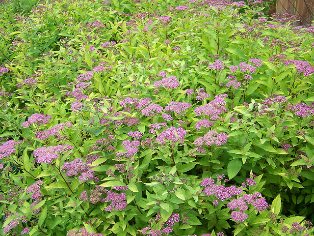 Photo of goldflame spirea by patrick_standish/flickr.