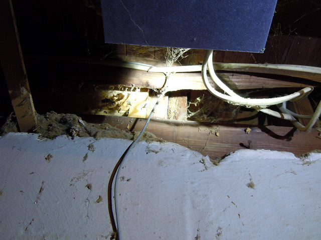 termites wall