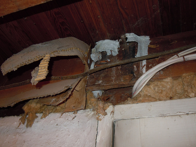 termite wall