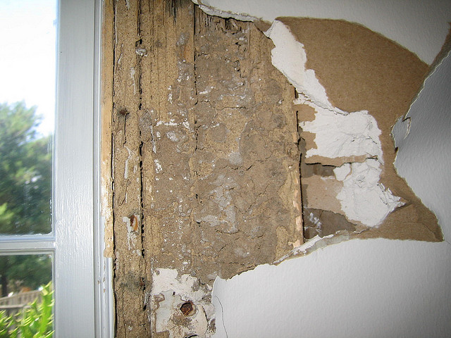termites wall