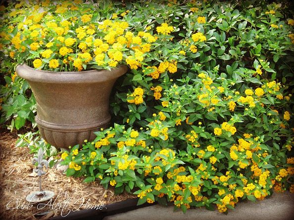 Photo: Tami/Hometalk
