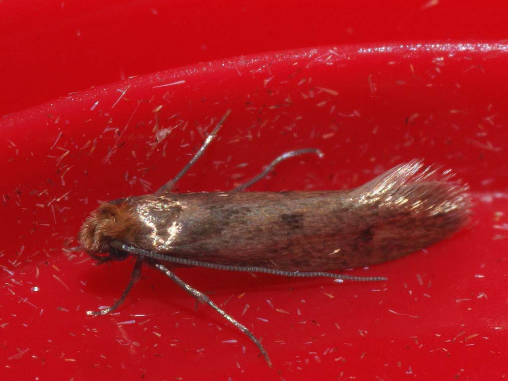 Casemaking clothes moth by Ilia Ustyantsev/Wikimedia