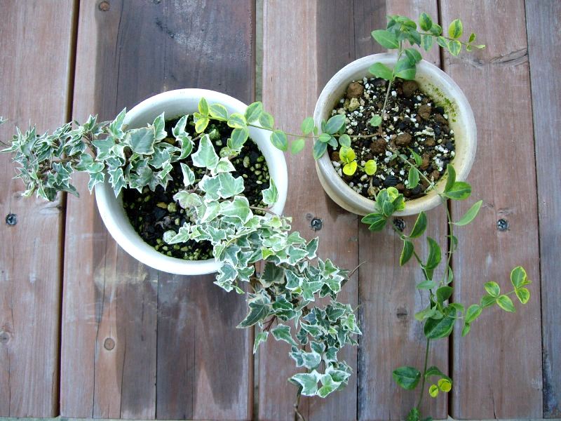 English ivy (l) Miyo Sekimoto / flickr 