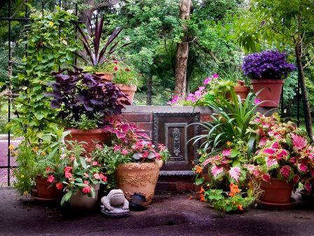 Houseplants outdoors  SBT4NOW / flickr 