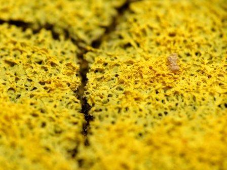 Dog vomit slime  Katja Schultz / flickr