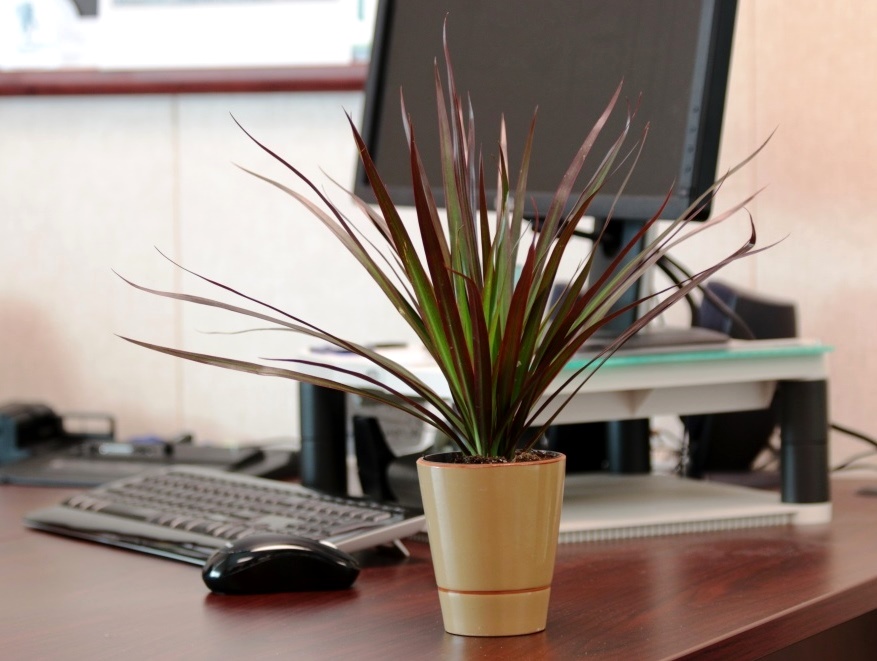 Indoor plants Dracaena Magenta/courtesy Costa Farms