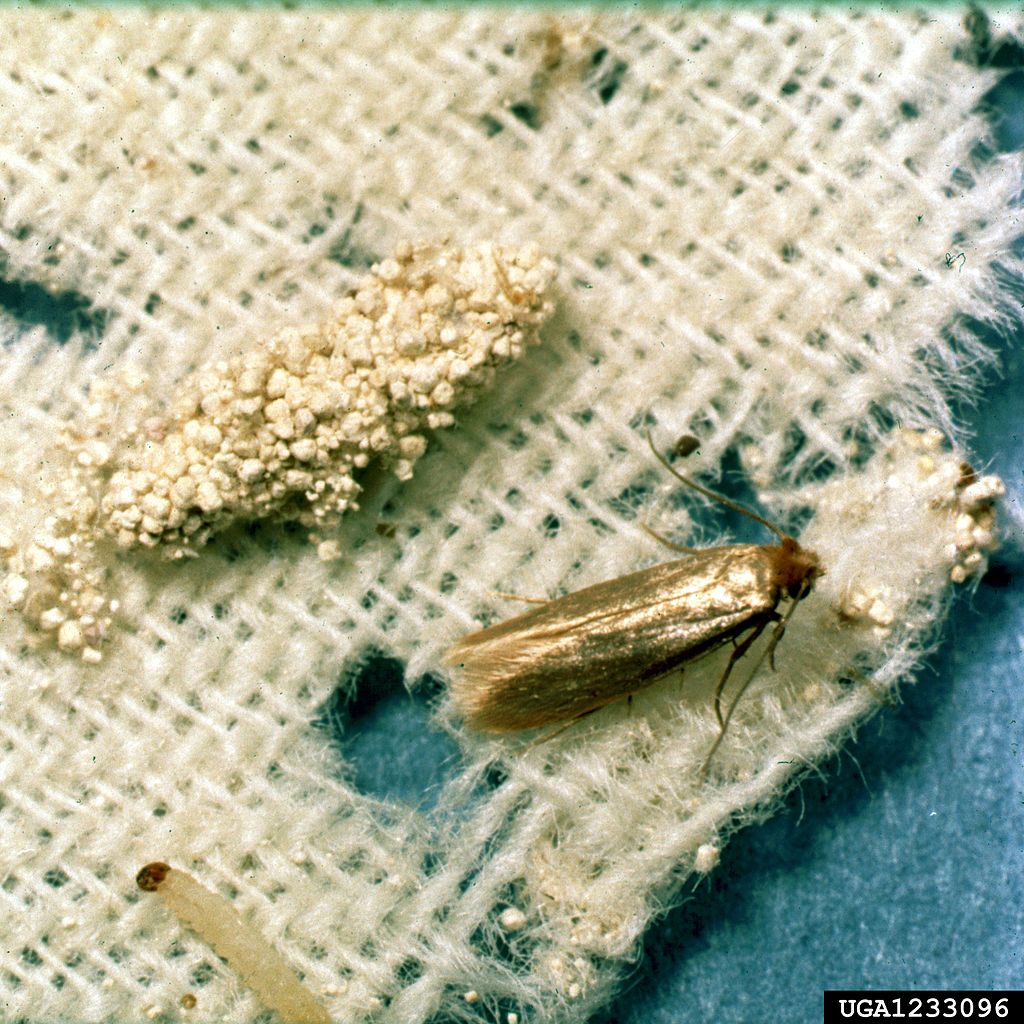 Clemson University USDA Cooperative Extension Slide Series Bugwood.org/Wikimedia