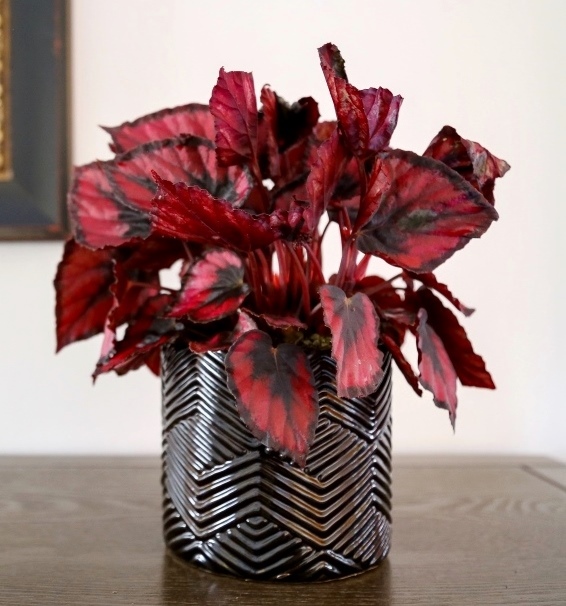 Indoor plants Rex Begonia/courtesy Costa Farms