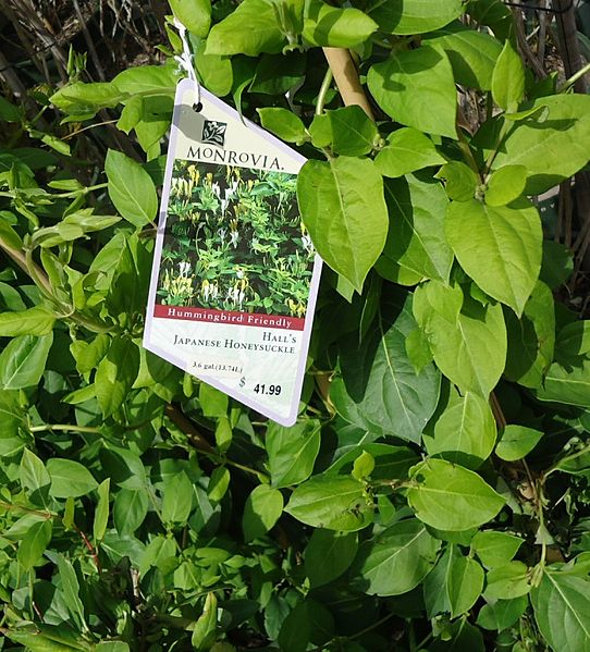 $41.99 for a plant that will strangle your trees. Not good! Photo by Tomwsulcer/wikimedia commons.