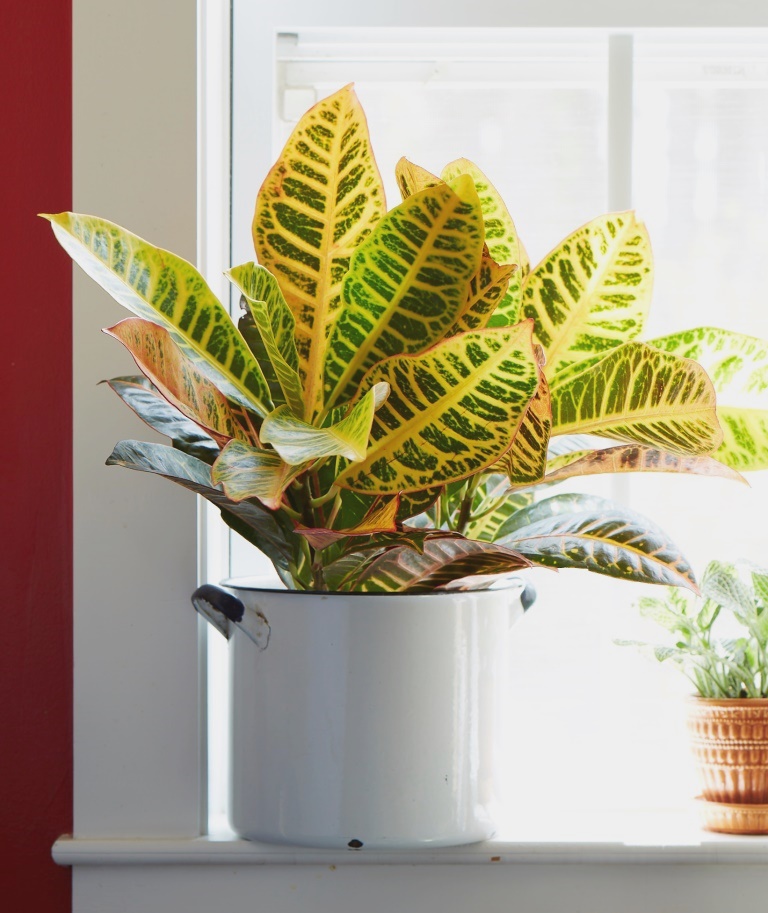 Indoor plants Croton/courtesy Cosrta Farms