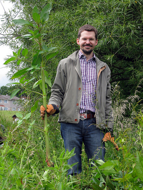 A man removes Himalayan Balsam in England. Photo: atomic-monkey/Flickr.