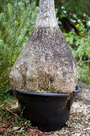 Time to repot  George Grinstead / flickr 