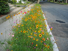What Is a Curbside Planting Primer? | Networx