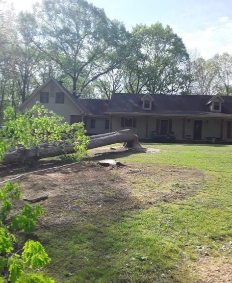 Southern Cut Tree Service Little Rock, AR, 72210 | Networx