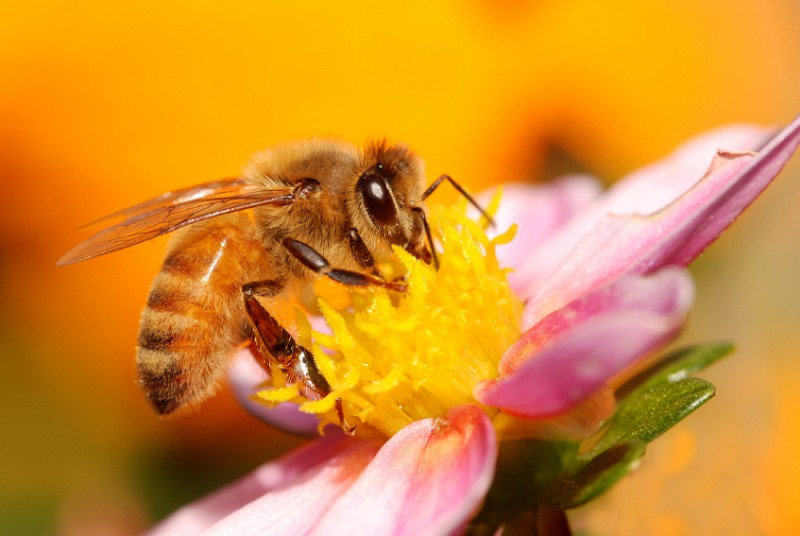 How Not to Get Stung By Bees - Networx